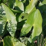 Sagittaria latifolia Blatt