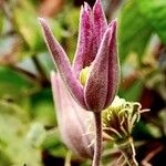 Clematis integrifolia 花