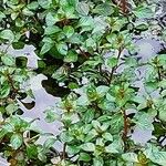 Ludwigia palustris برگ