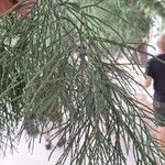 Sequoiadendron giganteum Yaprak