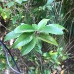 Erythroxylum laurifolium Leaf