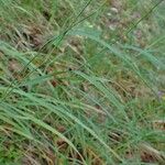 Calamagrostis varia Habitus