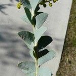 Acacia cultriformis Leaf