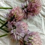 Allium acutiflorum Λουλούδι