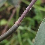 Ctenanthe setosa Kora