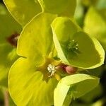 Euphorbia amygdaloides Fleur