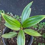 Tibouchina granulosa 叶