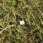 Ranunculus ololeucos Flor