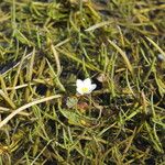 Ranunculus ololeucos Virág