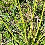 Cyperus difformis خشب