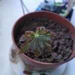 Begonia heracleifoliaHoja