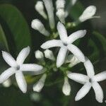 Psychotria calorhamnus Kvet