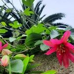 Passiflora manicata Kukka