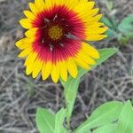 Gaillardia aristataKukka