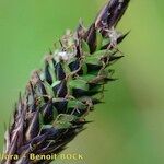 Carex hartmaniorum Hedelmä