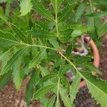 Lomatia ilicifolia 葉