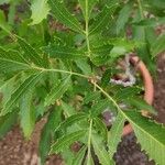 Lomatia ilicifolia Leaf