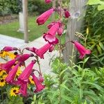 Penstemon barbatusЦветок