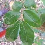 Copaifera langsdorffii Leaf