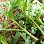 Lepidium squamatum موطن