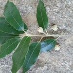 Quercus ilex Leaf