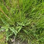 Cirsium dissectum Leaf