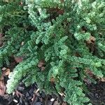 Prostanthera cuneata Yaprak