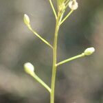 Hornungia procumbens Frucht