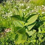 Veratrum lobelianum पत्ता