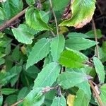 Fuchsia magellanica Blad