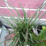Allium tuberosum Fuelha