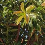 Ficus elastica List