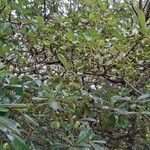 Terminalia lucida Folla