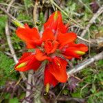 Castilleja tenuiflora Цвят