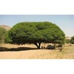 Acacia tortilis Hoja