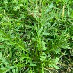 Lepidium coronopus Leaf