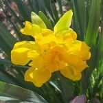 Narcissus spp. Virág
