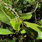 Melicope borbonica Cvet