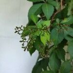Parthenocissus quinquefolia Fruit