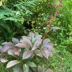 Rodgersia aesculifolia Hoja