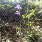 Cephalanthera rubraFlor