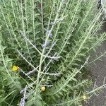 Salvia abrotanoides Lorea
