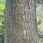 Enterolobium contortisiliquum Corteza