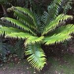 Blechnum cordatum Altres