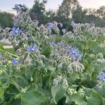 Borago officinalisBlodyn