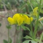 Lotus corniculatus Blüte