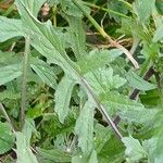 Sisymbrium officinale Leaf