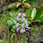 Clinopodium grandiflorum Blüte