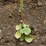 Umbilicus schmidtii Habit