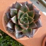 Echeveria purpusiorum Folha